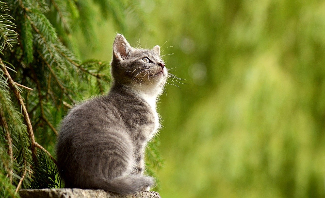 What are pets?